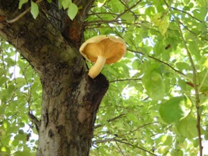 MUSHROOMS: An Unlikely Charisma - a whimsical photo-essay & exhibit